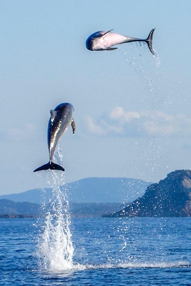 Delfini in canoa